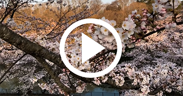 Cherry blossom, mountain, and sea in Northeast Japan 2